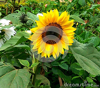 Sunflower Stock Photo