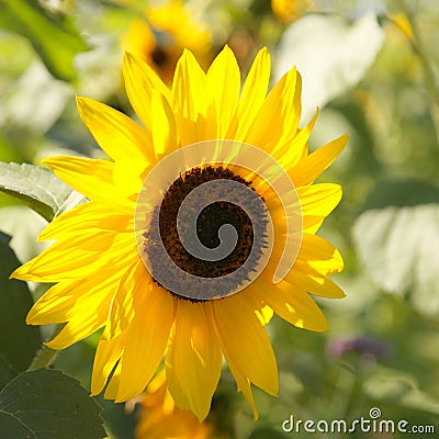 Sunflower - Stock Photos Stock Photo