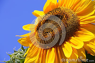 Sunflower - Stock Photos Stock Photo