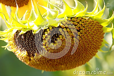 Sunflower - Stock Photos Stock Photo