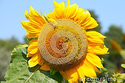 Sunflower - Stock Photos Stock Photo