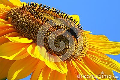 Sunflower - Stock Photos Stock Photo