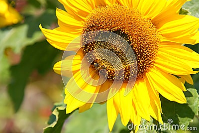 Sunflower - Stock Photos Stock Photo