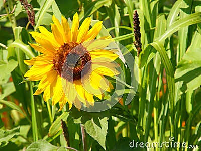 Sunflower - Stock Photos Stock Photo