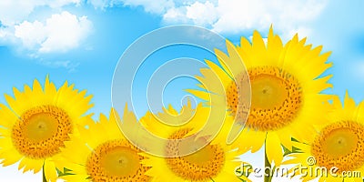 Sunflower summer flower yellow background Cartoon Illustration