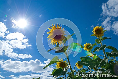 Sunflower in the sun Stock Photo