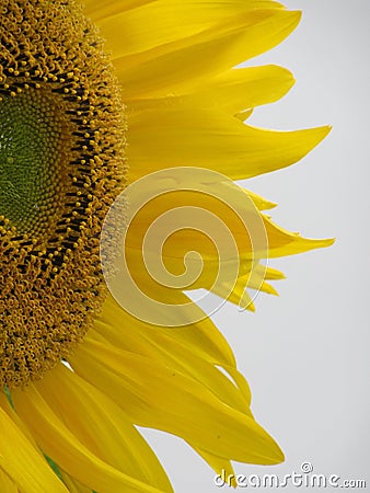 Sunflower, sun flower, sonnenblume Stock Photo
