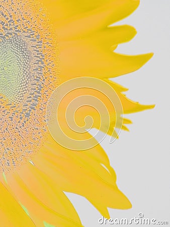 Sunflower, sun flower, sonnenblume Stock Photo