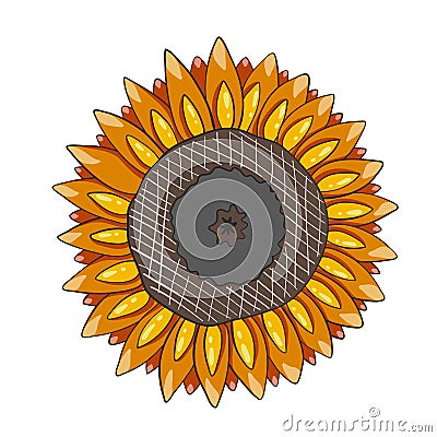 Sunflower is a sunny flower. Isolated on a white background. Vector illustration Vector Illustration