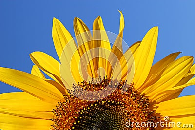 Sunflower Sunrise Stock Photo