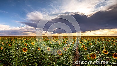 Sunflower at Sunset in a Field Stock Photo