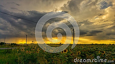 Sunflower Sunset Stock Photo