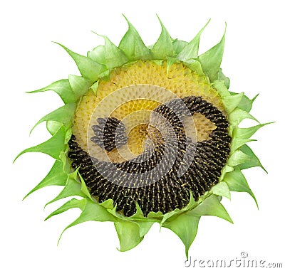 Sunflower with the symbol of yin-yang Stock Photo