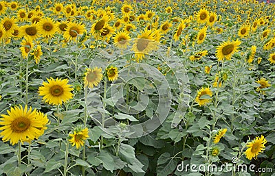 Sunflower in thailand and turism Stock Photo