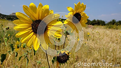 Sunflower trio sky Stock Photo