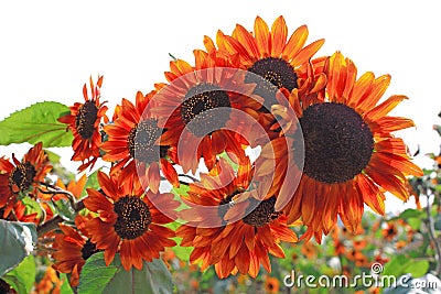 Sunflower Stock Photo