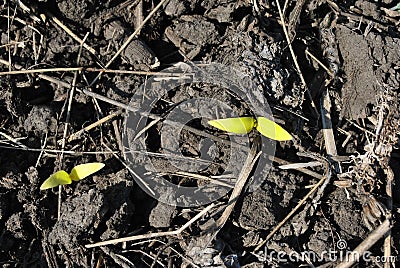 Sunflower two small plants growing in black earth, organic farming, close up first leaves Stock Photo