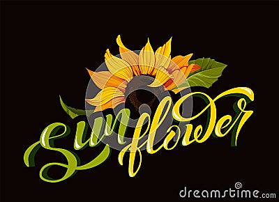 Sunflower vector clip art with hand lettering sign calligraphy flower name yellow autumn botany illustration Vector Illustration