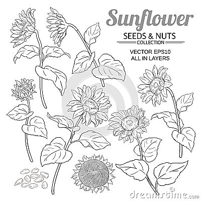Sunflower vector set Vector Illustration