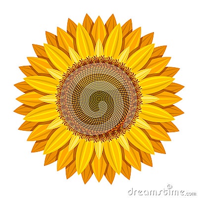 Sunflower vector on white background. Yellow sun flower Vector Illustration