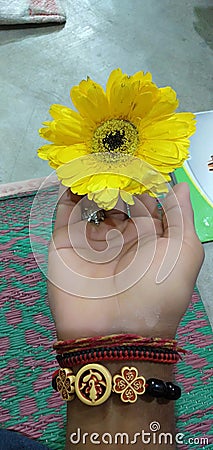 Sunflower very beautiful nice nice hand Stock Photo