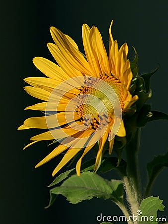 Sunflower wallpaper Stock Photo
