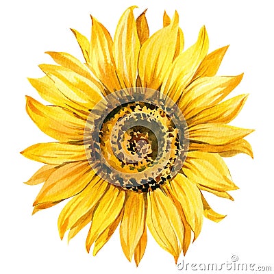 Sunflower watercolor bright yellow, flower hand-drawn Cartoon Illustration