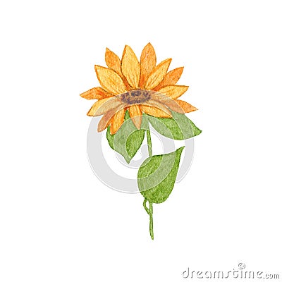 Sunflower. Watercolor Flowers. Sunflower illustration is hand drawn. Cartoon Illustration