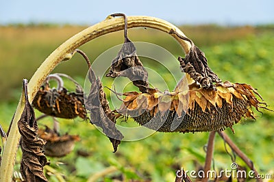 Sunflower Wilted Stock Photo