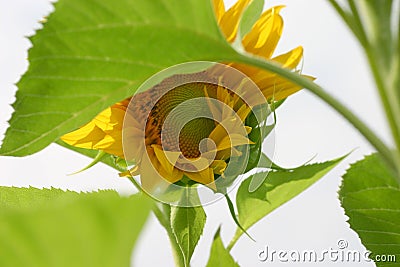 Sunflower in the Wind Stock Photo