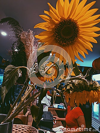 Sunflower with winter vibes at restaurant Stock Photo