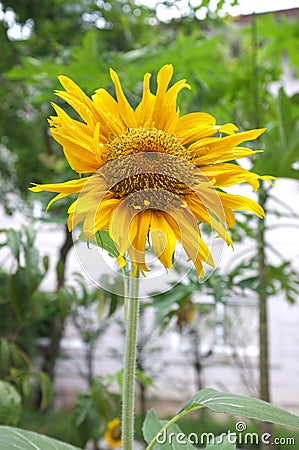 Sunflower Stock Photo