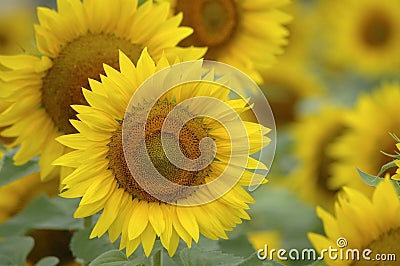 Sunflowers Stock Photo