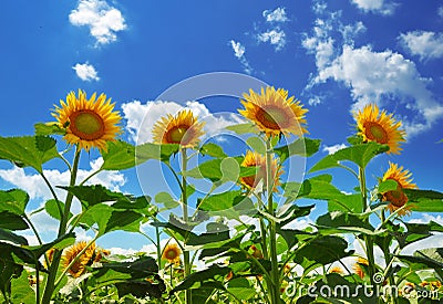 Sunflowers Stock Photo