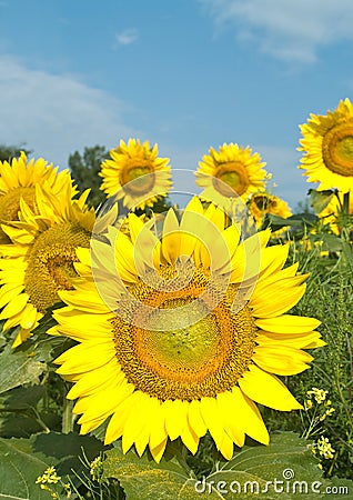 Sunflowers Stock Photo