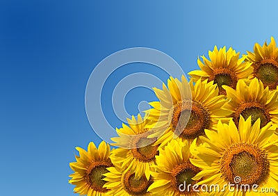 Sunflowers Stock Photo