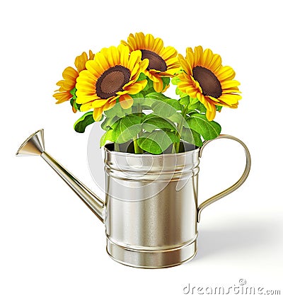 Sunflowers Stock Photo