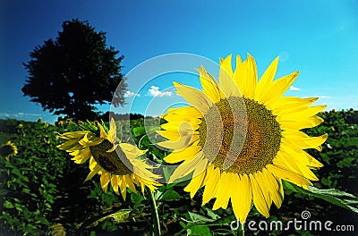 Sunflowers Stock Photo