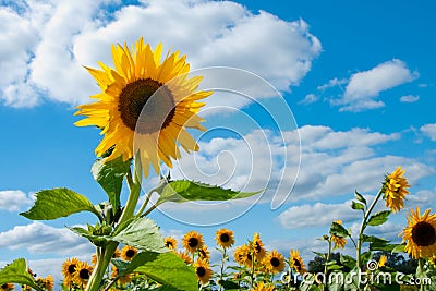 Sunflowers Stock Photo