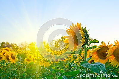 Sunflowers Stock Photo