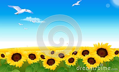 Sunflowers Stock Photo