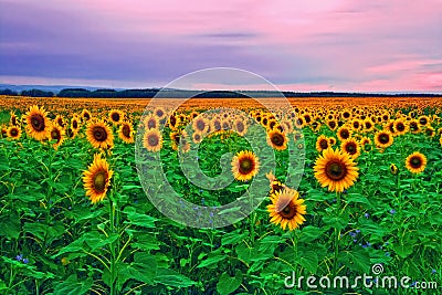 Sunflowers Stock Photo