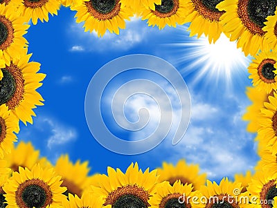 Sunflowers against blue sky Stock Photo