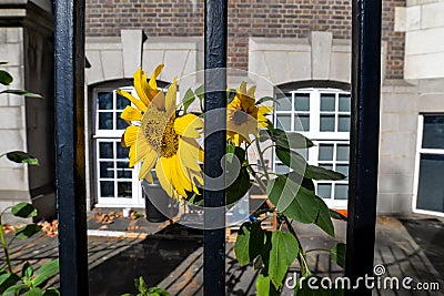 Sunflowers behind bars - London Editorial Stock Photo