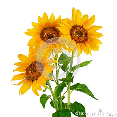 Sunflowers in bloom Stock Photo