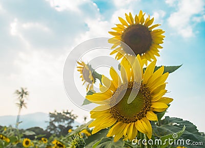 Sunflowers bloom in the garden blue sky and clouds backgrounnd Stock Photo