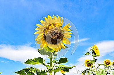 Sunflowers bloom in the morning at the outdoor Stock Photo