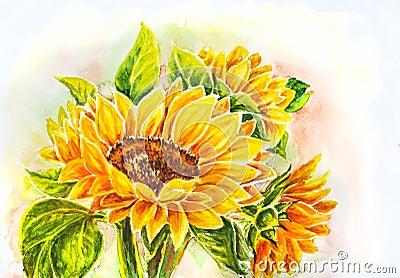 Sunflowers. Stock Photo