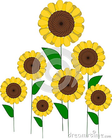 Sunflowers Stock Photo