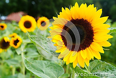 sunflowers close up. Black and yellow striped bee, honey bee, pollinating sunflowers close up Stock Photo